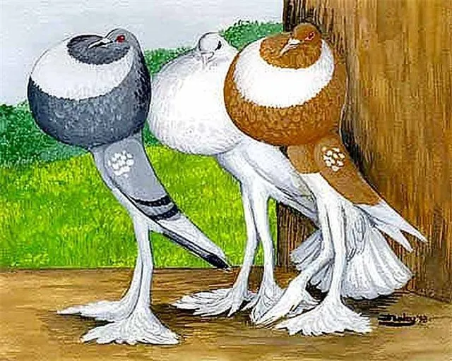 Англійський дутий (дутиш)