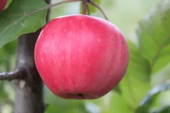 Сорти яблунь Лолліпоп | Redlove Lollipop