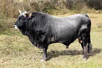 Фото Подоліка