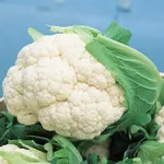 Фото Бодиліс F1 / Bodilis F1