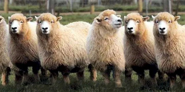 Елліотдейл (Elliottdale)