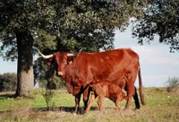 Фото Ретінта