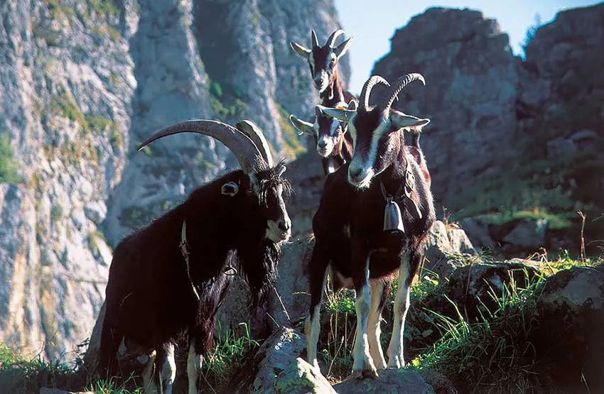 Грізон Смугастий