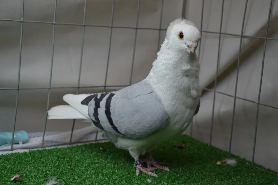 Старонімецька чайка