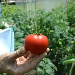 Фото Магніт F1