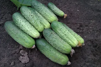 Сорти огірків Івонна F1 / Iwona F1