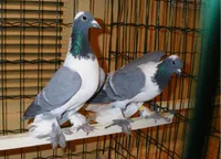 Фото Тульський Чеграш