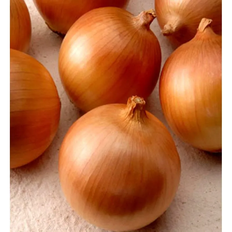 Франциско / Franzisco