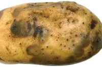 Фото М`яка гниль картоплі | Гниль бульб картоплі Ервінія
