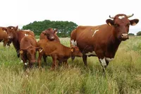 Фото Арморікана