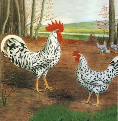 Легорн (Леггорн)