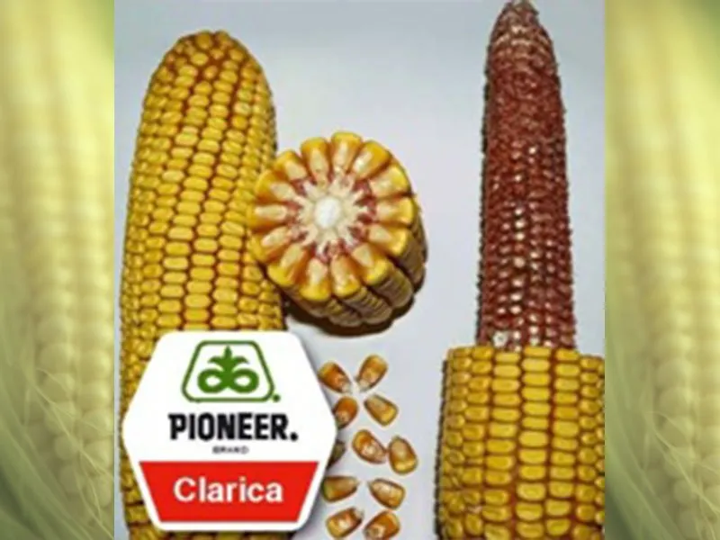 Кларика (Clarica)