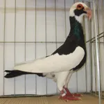 Фото Скандерун (Нюрберзький багдет)