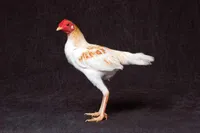 Фото Новоанглійська бійцівська (Модерн)