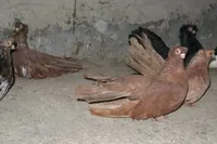 Фото Акерманський двочубий