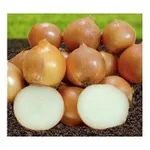 Фото Стартер F1