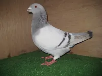 Фото Бельгійський Виставковий Гомер