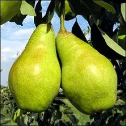 Сорти груш Віра