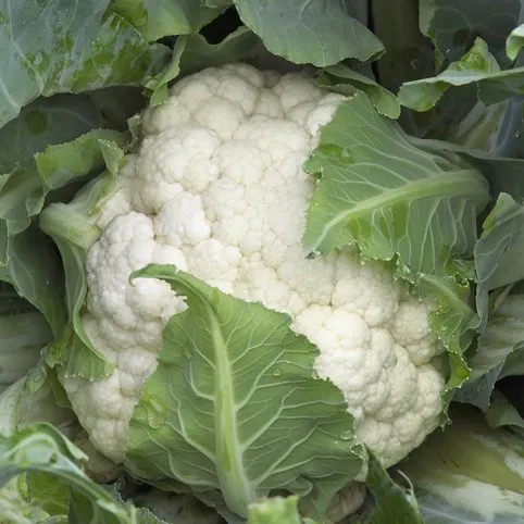 Каспер РЦ F1 / Kasper RZ F1