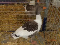 Фото Ельзаська