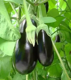 Сорти баклажану Скорпіо F1 / Scorpio F1