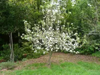 Фото Алкмене