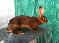 Фото Бельгійський заєць