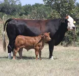 Фото Сімбрах