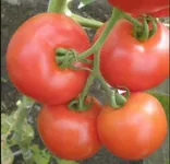 Фото Кавалергард