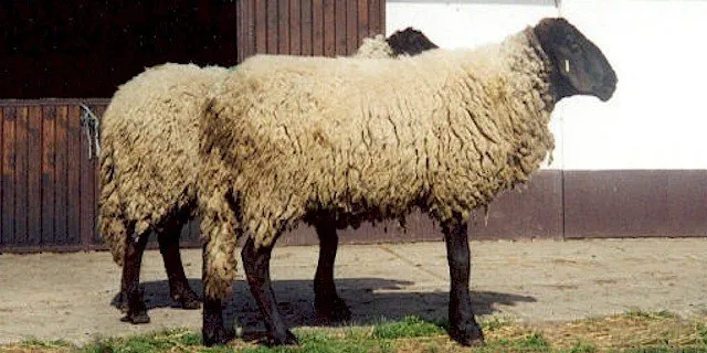 Бібрік (Bibrik)