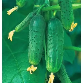 Сорти огірків Жолудь F1