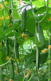 Сорти огірків Ладога F1