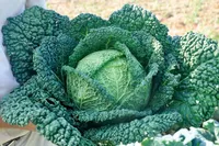 Фото Капріцціо F1 / Capriccio F1