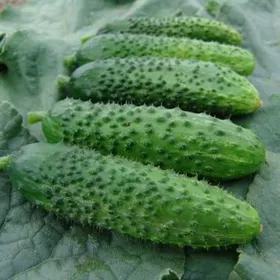 Сорти огірків Алоє F1