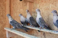 Фото Єгипетський свіфт (стриж)