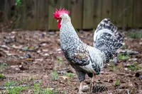 Фото Легбар