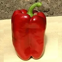 Денніс F1 / Dennis F1