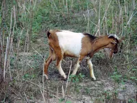 Фото Західно-африканська карликова