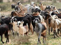 Фото Канарські острівні кози